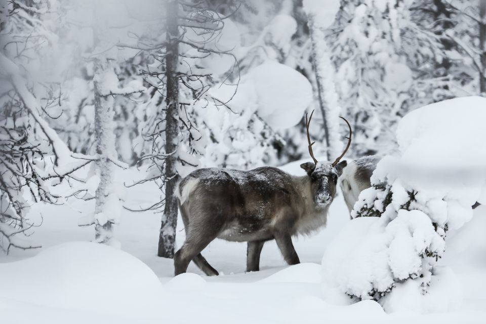 Rovaniemi: Evening Reindeer Safari - Key Points