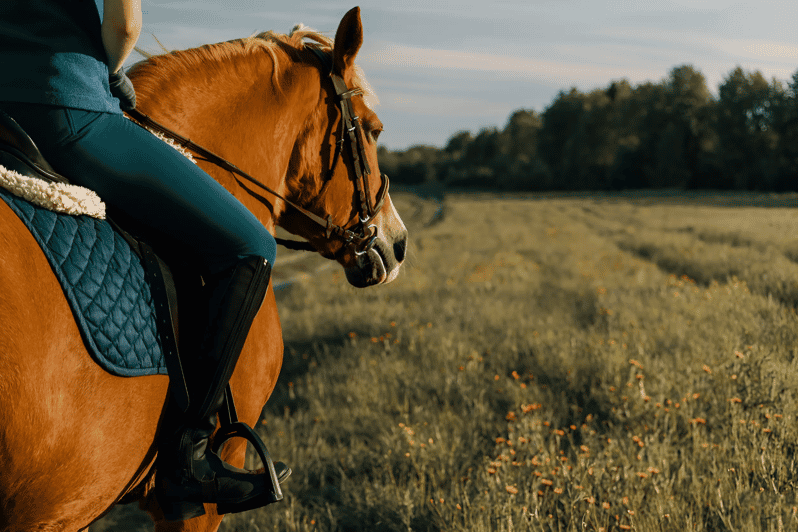 Rovaniemi: Horse Riding in Arctic Wilderness - Booking and Cancellation Policy