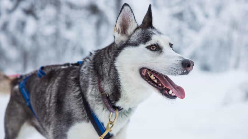 Rovaniemi: Husky Hugging and Sleigh Ride Adventure - Key Points