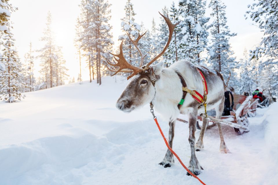 Rovaniemi: Husky Park and Reindeer Farm Combo - Key Points