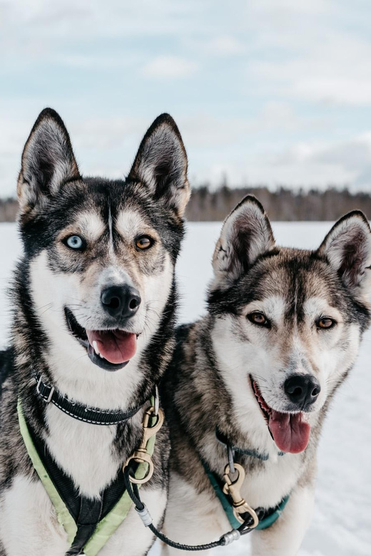 Rovaniemi: Husky Sled Ride and Farm Visit - Key Points