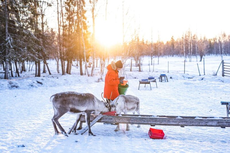 Rovaniemi: Local Reindeer Farm Visit With 2 Km Sleigh Ride - Key Points
