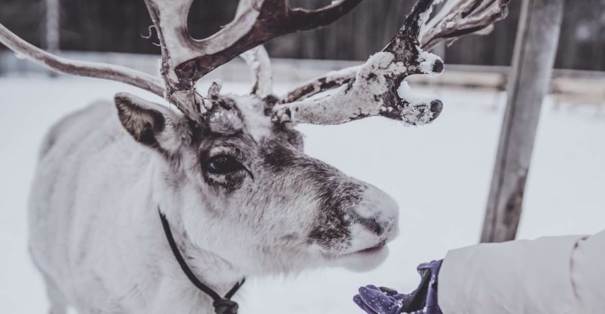 Rovaniemi: Reindeer Farm Visit & Short Sled Ride - Key Points