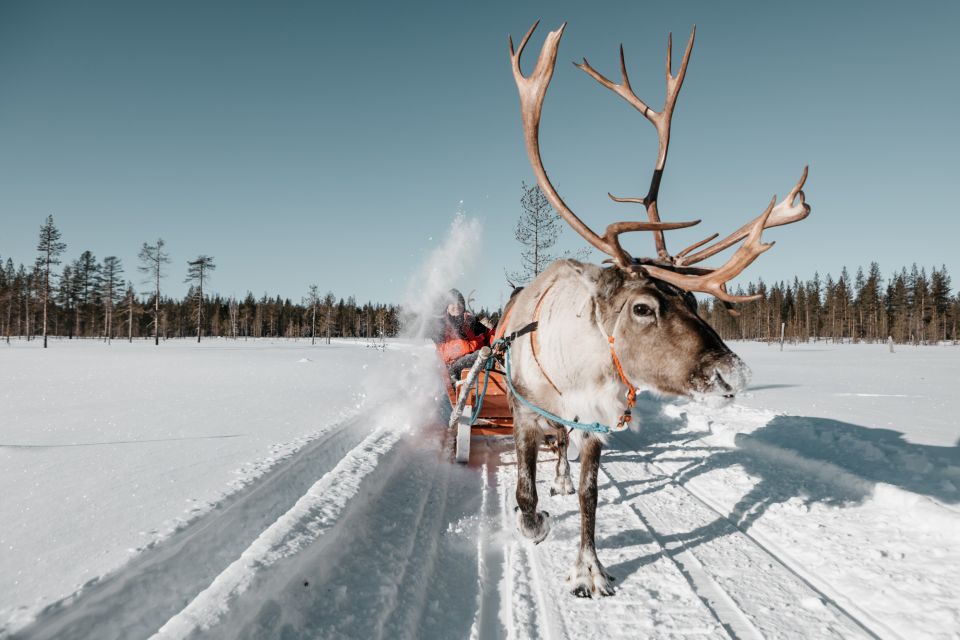 Rovaniemi: Reindeer Sleigh Ride With Hot Drink and Cookies - Key Points