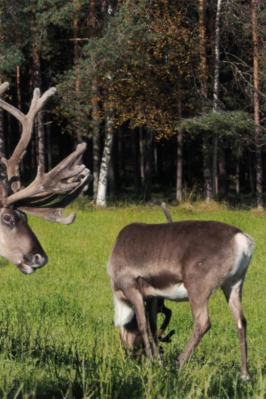 Rovaniemi: Reindeer Summer Farm Visit Tour - Key Points