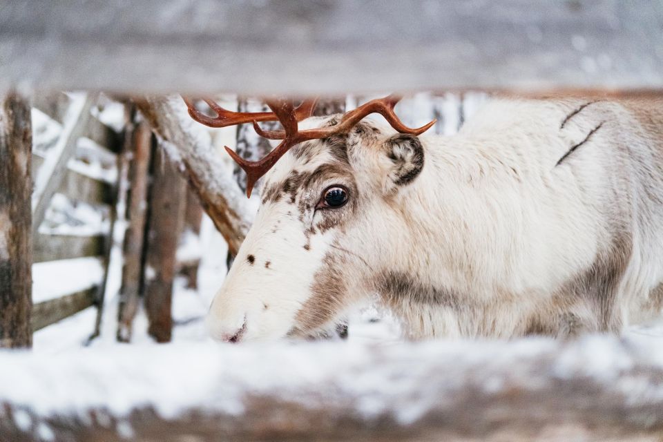 Rovaniemi: Snowmobile Safari, Reindeer & Husky Sleigh Ride - Key Points