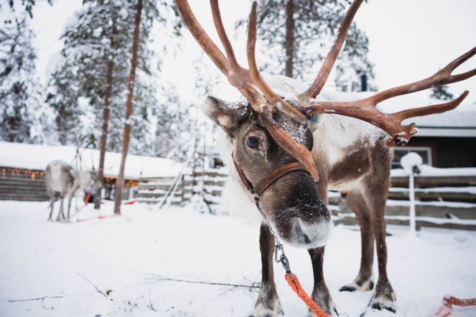 Rovaniemi: Snowmobile Tour and Reindeer Farm Experience - Key Points