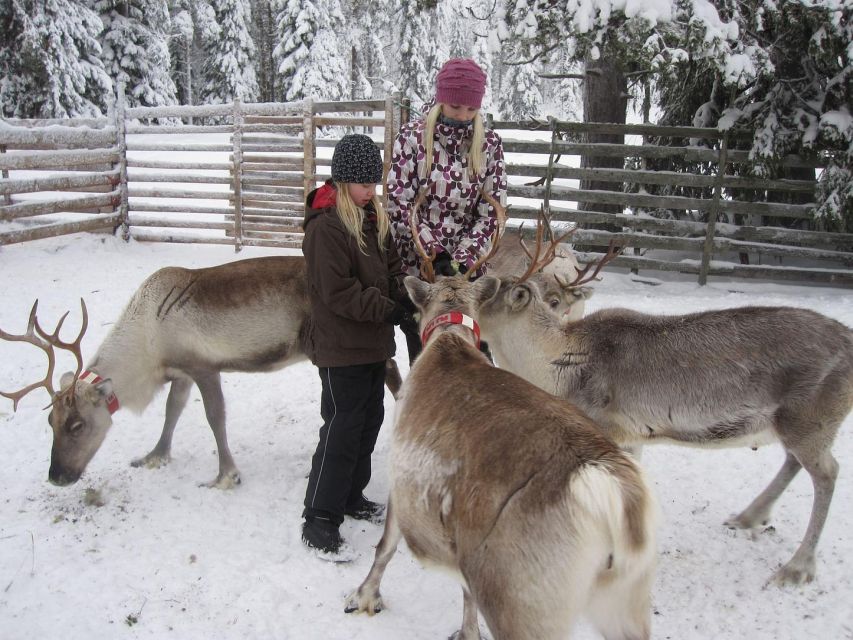 Rovaniemi: Traditional Reindeer Farm Visit & Sleigh Ride - Key Points