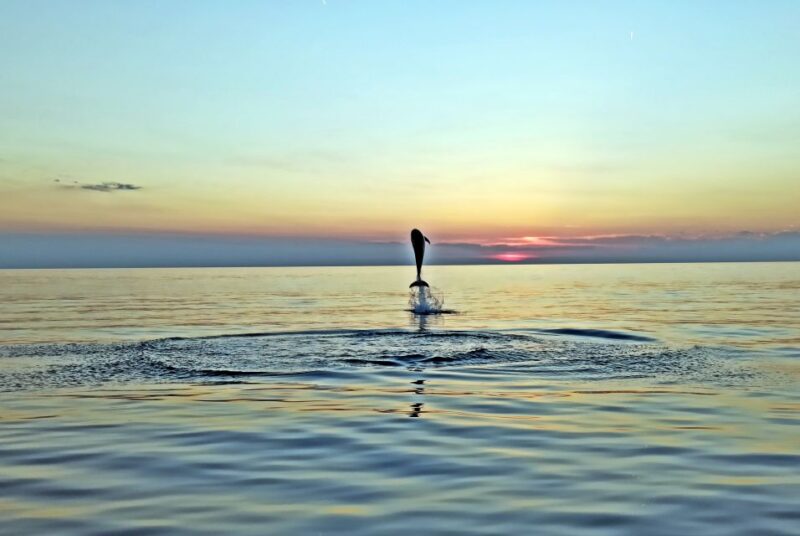 Rovinj: Dolphin Watching Sunset Speedboat Trip With Drinks - Good To Know