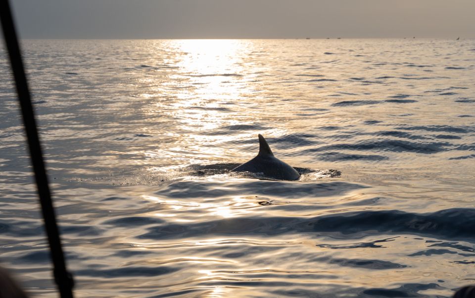 Rovinj: Sunrise Dolphins & Fishermen at Work Speedboat Tour - Good To Know