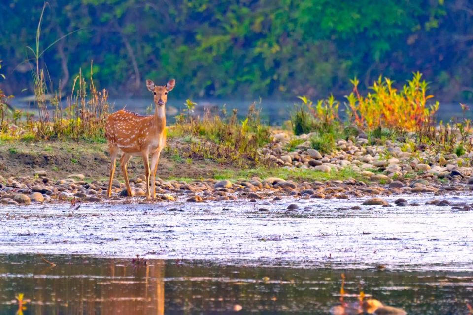 Safari Adventure in Bardia - Key Points