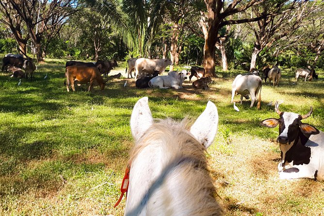 Safari Horse Riding Tour - Good To Know