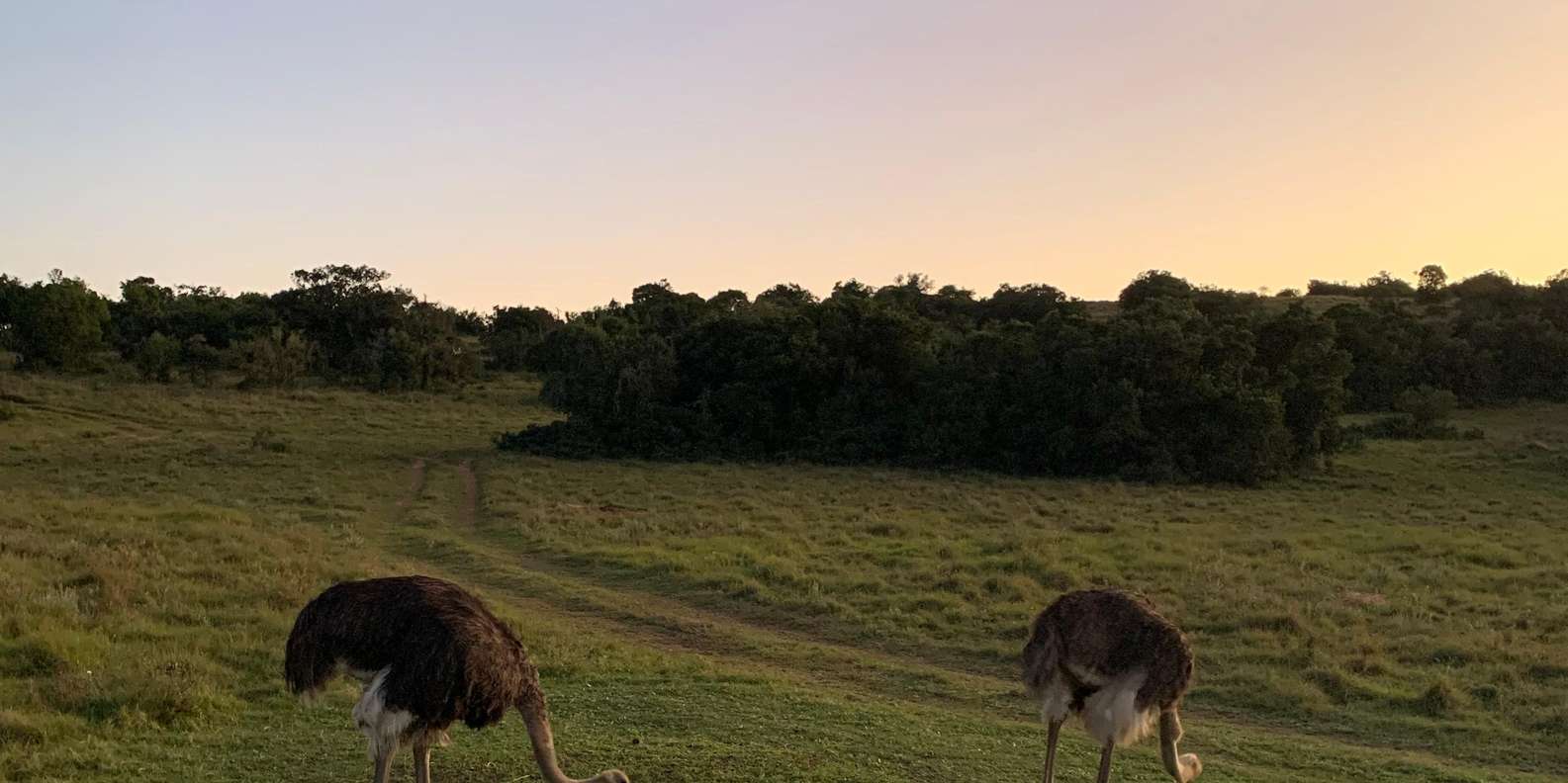 Safari Into Schotia Full Day Tour - Good To Know