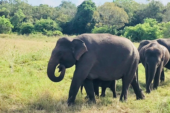 Safari Tour at Minneriya National Park - Good To Know