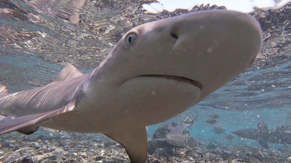 Sal Island: Shark Bay Experience From Santa Maria - Good To Know