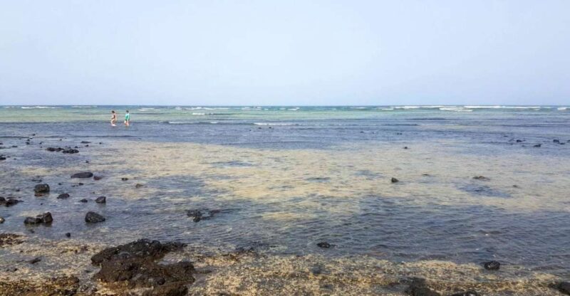 Sal Island: Walk With Lemon Sharks (Finnish Guide) - Good To Know