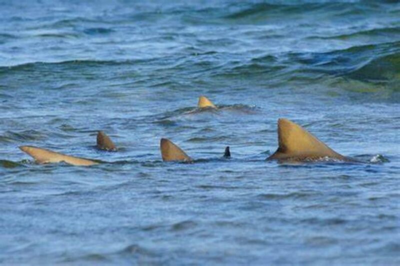 Salt Pans & Lemon Sharks Experience - Good To Know