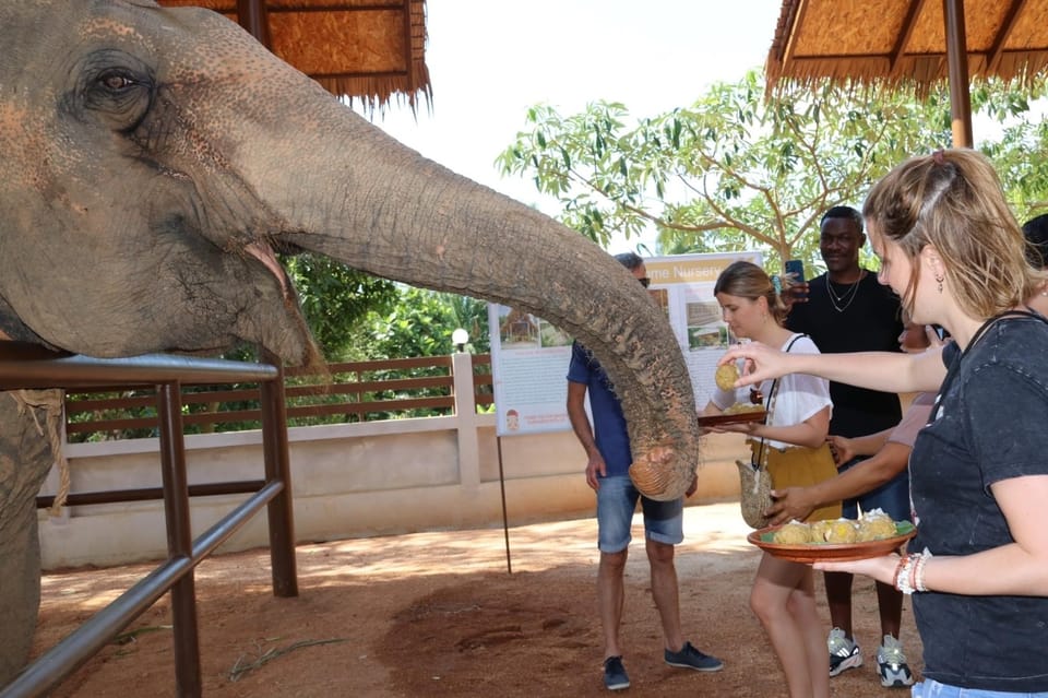 Samui: Feeding Program at the Elephant Home Nursery - Key Points