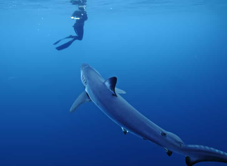 San Diego: Blue Shark Offshore Snorkel Adventure! - Key Points