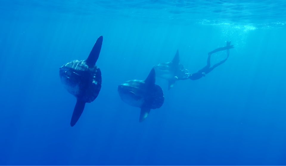 San Diego: Blue Shark Offshore Snorkel Adventure! - Important Information