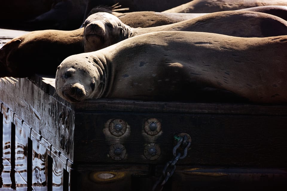 San Francisco Bay: Adventure Boat Tour - Key Points