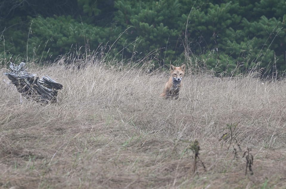 San Juan Island NP: Scenic Coast and Wildlife Hike - Key Points