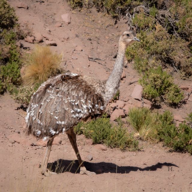 San Pedro De Atacama: Wildlife Safari and Photography Tour - Key Points