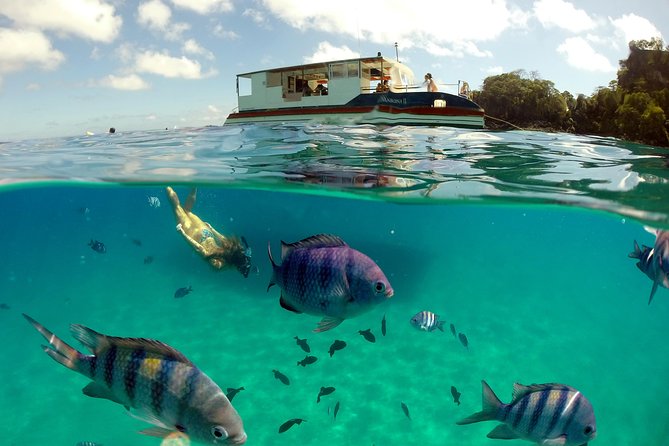 Sancho Bay Swim From Fernando De Noronha - Good To Know