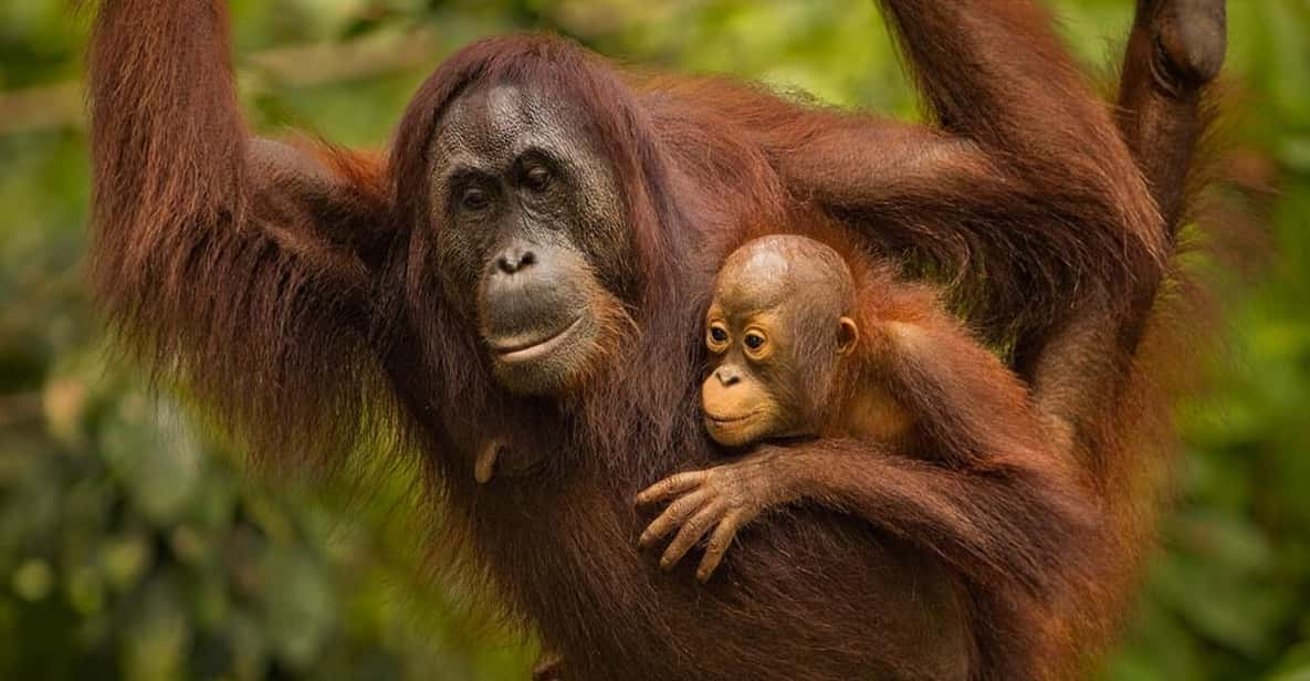 Sandakan: Orangutan Sanctuary Shared Day Trip Tour - Key Points