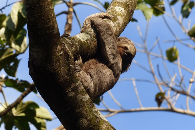 Santa Cruz Sloth and Wildlife Tour - Good To Know