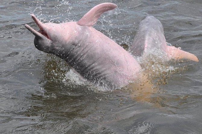 Santarém Water Encounters Tour - Good To Know