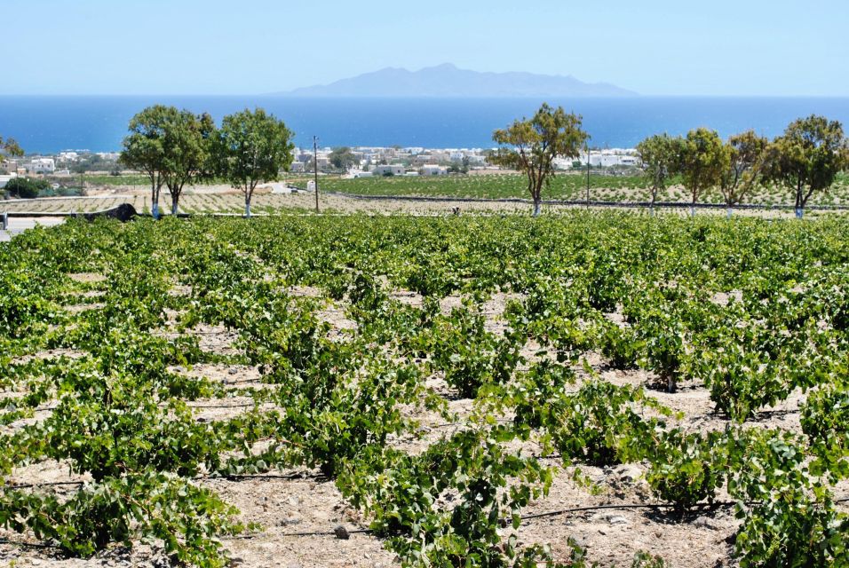 Santorini: Cooking Class With Lunch and Wine Tasting - Key Points