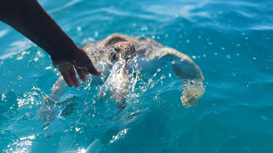 Sao Pedro Experience (Hiking & Snorkeling With Turtles) - Good To Know