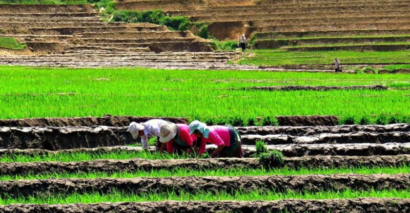 Sapa Trekking (Muon Hoa) 2 Days – 1 Night - Key Points