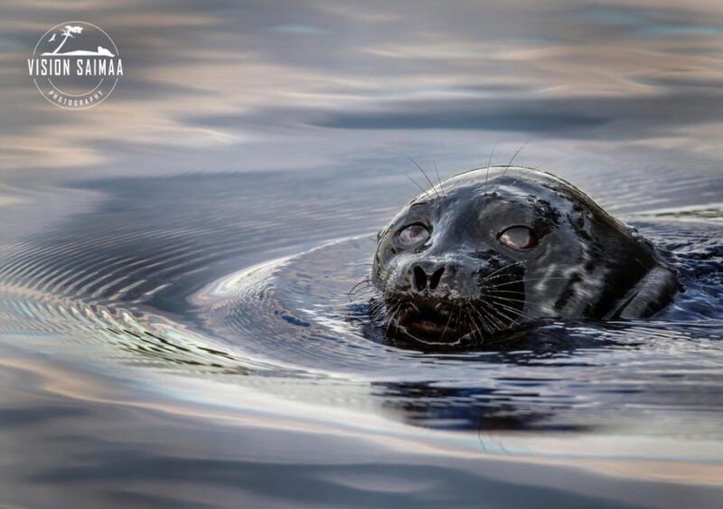 Savonlinna: Evening Photography Tour on Lake Saimaa - Overview of the Tour