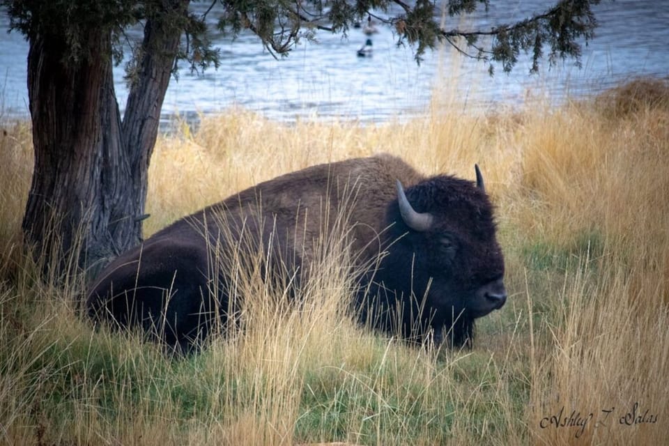 Scenic Driving Tour Flathead Lake and Bison Range - Key Points