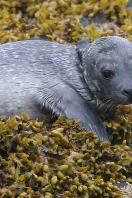 Scottish Highlands: Isle of Skye Glass-Bottom Boat Tour - Key Points