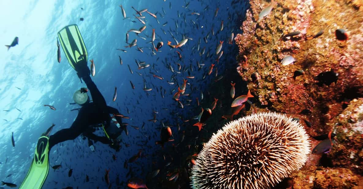 Scuba Dive in Nudibranch Gardens, Phu Quoc - Key Points