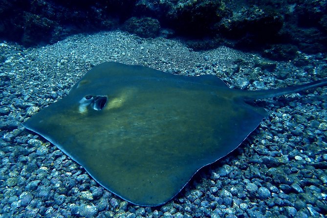 Scuba Refresher Course (Half Day) - Good To Know