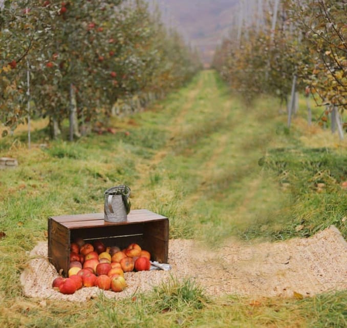 Seasonal Pocheon Full Day Tour With Apple Farm Experience - Key Points