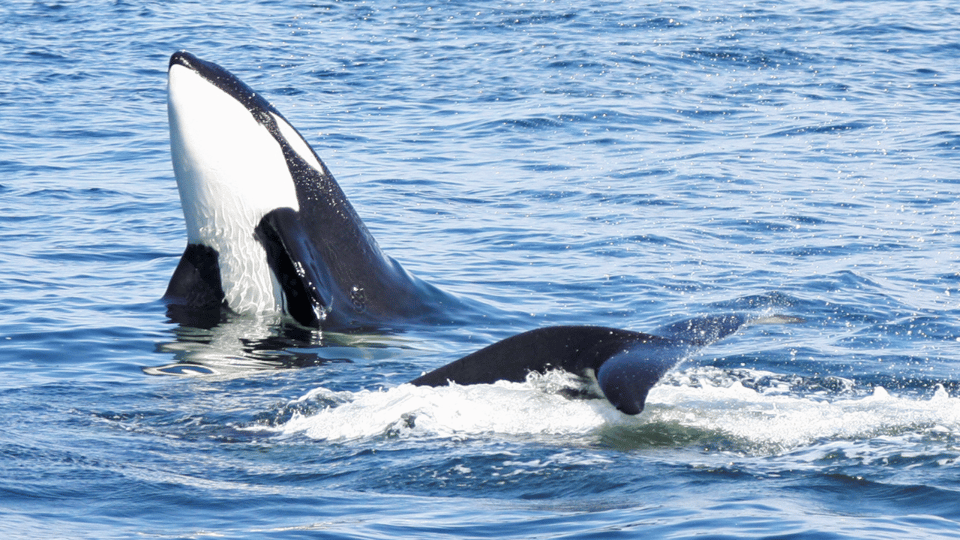 Seattle: Half-Day Wildlife and Whale Watching Cruise - Onboard Amenities