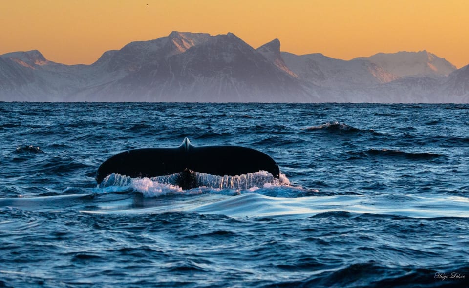 Senja: Deep Sea Whale Safari by RIB Boat - Good To Know