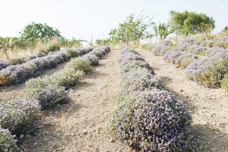 Sensory Walk With Lunch in the Caltagirone Countryside - Key Points