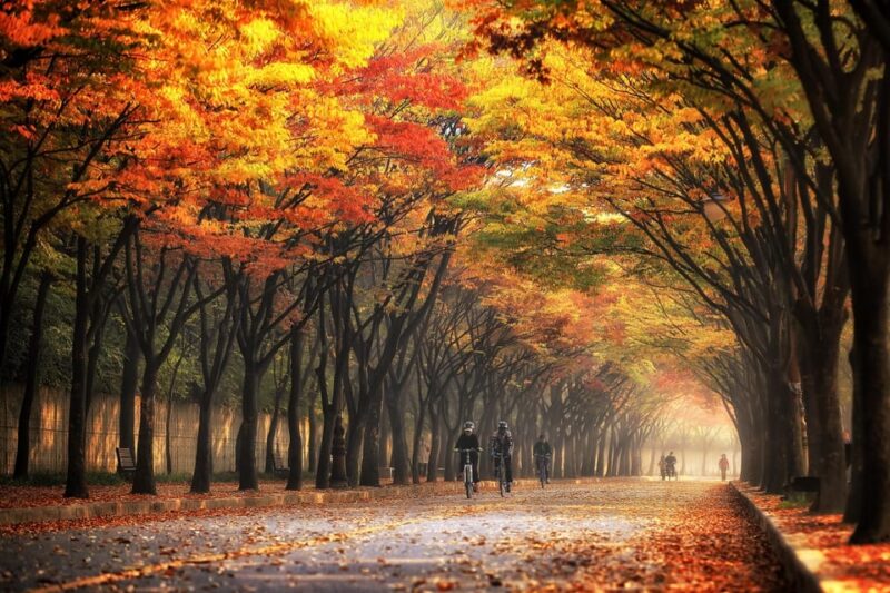Seoul: Naejangsan National Park Autumn Foliage Day Tour - Key Points