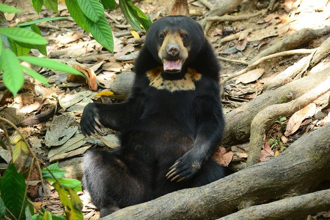 Sepilok Orang Utan & Bornean Sun Bear Centre With Sandakan City Tour With Lunch - Good To Know