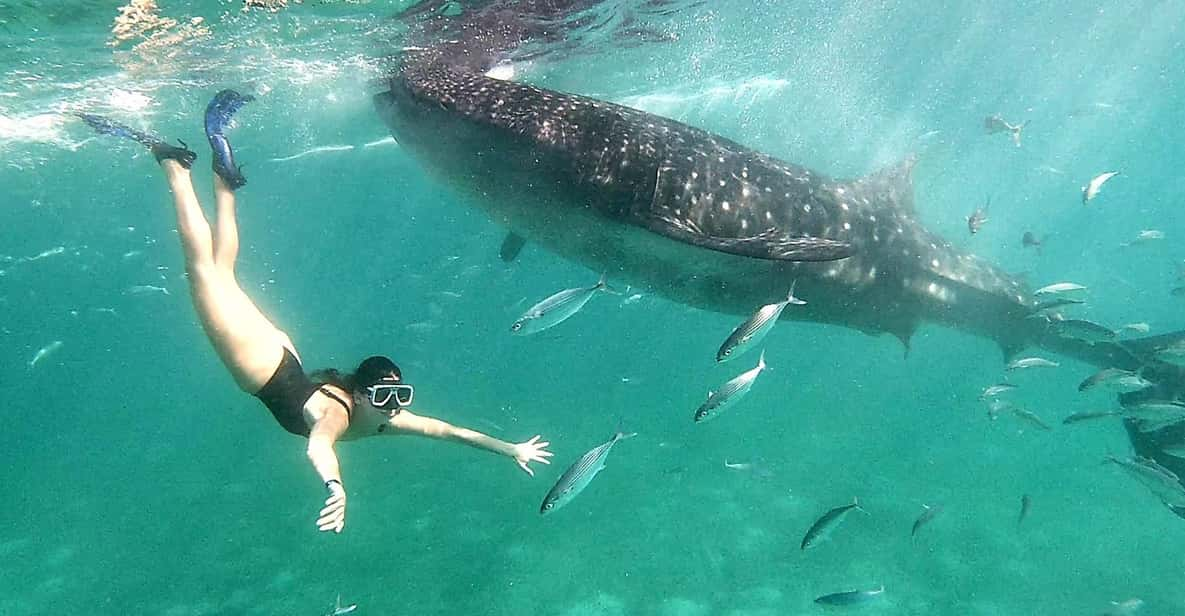 Shared Tour : Whale Shark Watching and Kawasan Canyoneering - Key Points