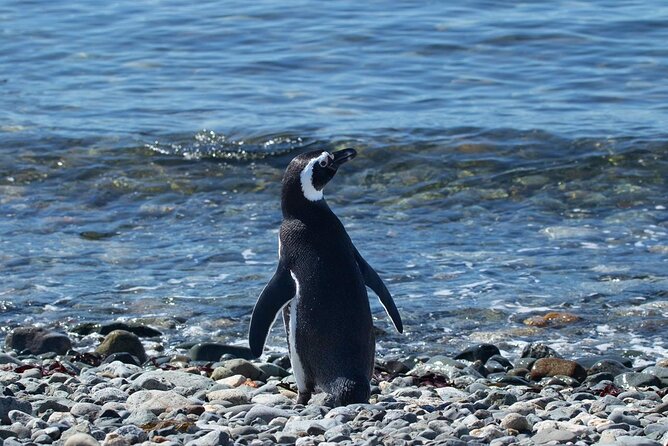 Shore Excursion: Magellan Penguins Natural Reserve in Magdalena Island From Punta Arenas - Overview of the Excursion