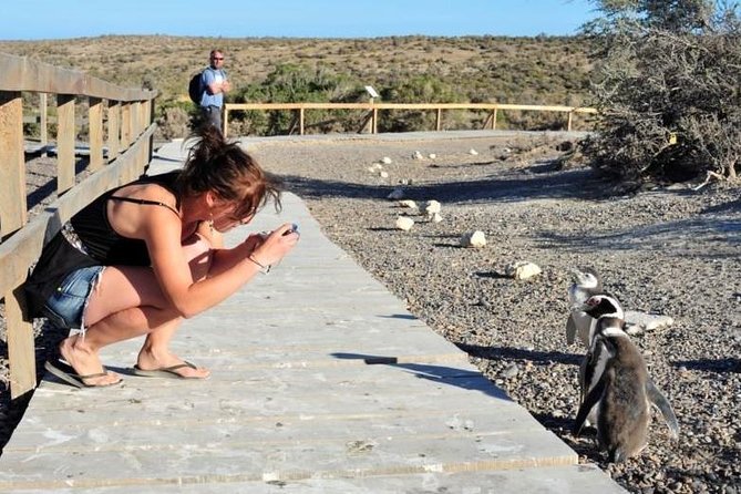 Shore Excursion Punta Tombo With Box Lunch & Entry Fee - Madryn - Good To Know