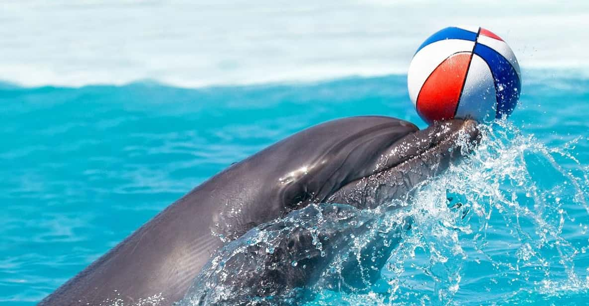 Side/Turks: Alanya Dolphin Show With Hotel Transfer Option - Key Points