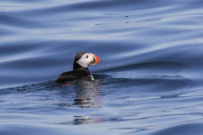 Sightseeing Around Nólsoy to See Puffins - Good To Know